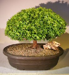 Japanese Kingsville Boxwood Bonsai Tree<br><i>(buxus microphylla compacta)</i>