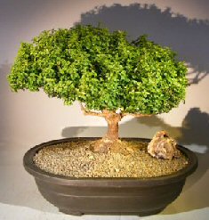 Japanese Kingsville Boxwood Bonsai Tree<br><i>(buxus microphylla compacta)</i>