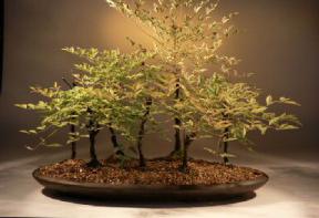 Heavenly Bamboo Bonsai Tree<br><i>(nandina domestica 'firepower')</i>