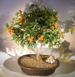 Flowering Pyracantha Bonsai Tree<br>(pyracantha 'mohave')