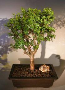 Baby Jade Bonsai Tree<br><i></i>(Portulacaria Afra)