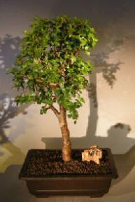 Baby Jade Bonsai Tree<br><i></i>(Portulacaria Afra)