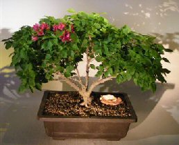 Bougainvillea - Flowering Vine<br><i>(Pink Pixie)</i>