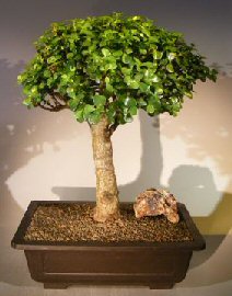 Baby Jade Bonsai Tree<br><i></i>(Portulacaria Afra)