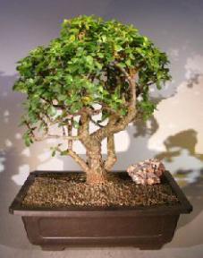 Baby Jade Bonsai Tree<br><i></i>(Portulacaria Afra)