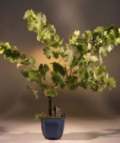 OUT OF STOCK - Wine Grape Bonsai Tree<br>Cabernet