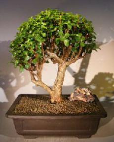 Baby Jade Bonsai Tree<br><i></i>(Portulacaria Afra)