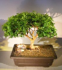 Japanese Boxwood<br><i>(Boxus 'moris midget')</i>