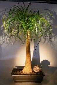 Pony Tail Palm Bonsai Tree<br><i></i>(beaucamea recurvata)