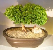 Japanese Kingsville Boxwood Bonsai Tree<br><i>(buxus microphylla compacta)</i>