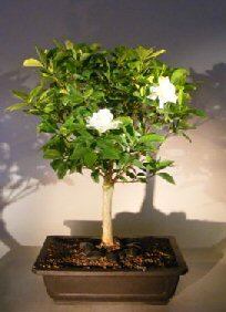 Flowering Gardenia Bonsai Tree<br><i>(jasminoides miami supreme)</i>