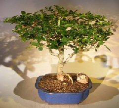 Flowering Premna Bonsai Tree<br><i>(premna obtusifolia)</i>