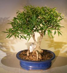 Willow Leaf Ficus Bonsai Tree<br>Root over Rock<br><i>(nerifolia/salicafolia)</i>