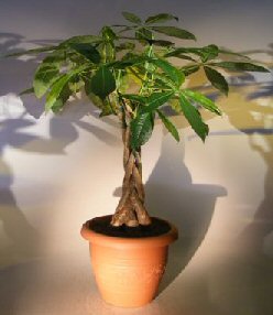 Money Bonsai Tree - Braided Trunk<br><i>(pachira aquatica)</i>