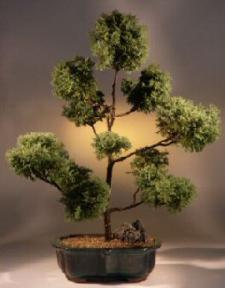 Blue Moss Cypress Bonsai Tree<br><i>(chamecyparis 'glauca minima')</i>