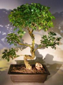 Flowering Ligustrum Bonsai Tree<br><i></i>Curved Trunk & Tiered Branching Style<br><i></i>(ligustrum lucidum)