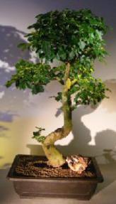 Flowering Ligustrum Bonsai Tree<br><i></i>Curved Trunk & Tiered Branching Style<br><i></i>(ligustrum lucidum)