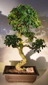 Flowering Ligustrum Bonsai Tree<br><i></i>Curved Trunk & Tiered Branching Style<br><i></i>(ligustrum lucidum)