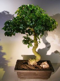 Flowering Ligustrum Bonsai Tree<br>Curved Trunk<br><i>(ligustrum lucidum)</i>