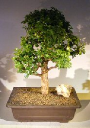 Baby Jade Bonsai Tree<br><i>(Portulacaria Afra)</i>