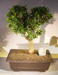 Baby Jade Bonsai Tree<br>Heart Shaped<br><i>(Portulacaria Afra)</i>