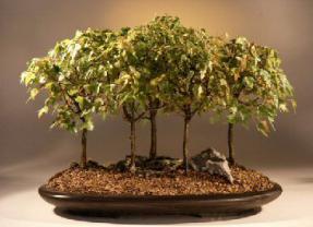 Trident Maple Bonsai Tree<br><i>(acer buergerianum)</i>