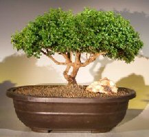 Japanese Kingsville Boxwood Bonsai Tree<br><i>(buxus microphylla compacta)</i>