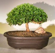 Japanese Kingsville Boxwood Bonsai Tree<br><i>(buxus microphylla compacta)</i>