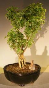Ming Aralia Bonsai Tree- Variegated<br><i>('polyscais fruticosa')</i>