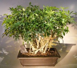 Hawaiian Umbrella Bonsai Tree<br><i></i>Banyan Style<br><i>(arboricola schfflera)</i>