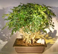 Hawaiian Umbrella Bonsai Tree<br><i></i>Banyan Style<br><i>(arboricola schfflera)</i>