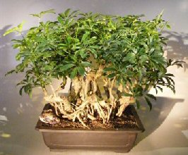 Hawaiian Umbrella Bonsai Tree<br><i></i>Banyan Style<br><i>(arboricola schfflera)</i>