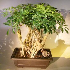 Hawaiian Umbrella Bonsai Tree<br><i></i>Banyan Style<br><i>(arboricola schfflera)</i>