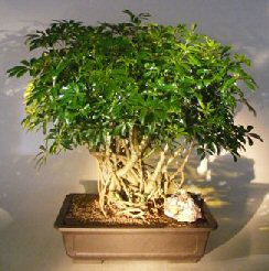 Hawaiian Umbrella Bonsai Tree<br><i></i>Banyan Style<br><i>(arboricola schfflera)</i>