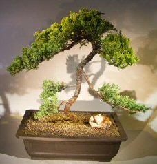 Juniper Bonsai Tree - Trained <br><i></i>(juniper procumbens nana)