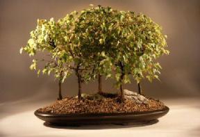 Trident Maple Bonsai Tree<br><i>(acer buergerianum)</i>
