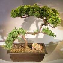 Juniper Bonsai Tree - Trained <br><i></i>(juniper procumbens nana) 