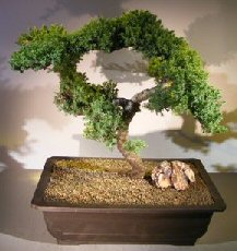 Juniper Bonsai Tree - Trained <br><i></i>(juniper procumbens nana) 