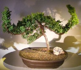 Juniper Bonsai Tree - Trained <br><i></i>(juniper procumbens nana) 