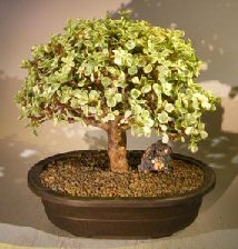 Baby Jade Bonsai Tree - Variegated<br><i> (portulacaria afra variegata)</i>