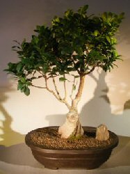 Ginseng Ficus Bonsai Tree<br><i>(Ficus Retusa)</i>