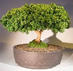 Japanese Kingsville Boxwood Bonsai Tree<br><i>(buxus microphylla compacta)</i>