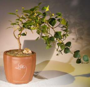 Mistletoe Fig - Cascade Style<br><i></i>(ficus diversifolia)