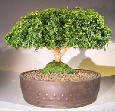 Japanese Kingsville Boxwood Bonsai Tree<br><i>(buxus microphylla compacta)</i>