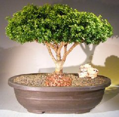 Japanese Kingsville Boxwood Bonsai Tree<br><i>(buxus microphylla compacta)</i>