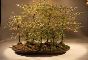 Heavenly Bamboo Bonsai Tree<br><i>(nandina domestica 'firepower')</i>