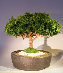 Japanese Kingsville Boxwood Bonsai Tree<br><i>(buxus microphylla compacta)</i>