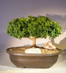 Japanese Kingsville Boxwood Bonsai Tree<br><i>(buxus microphylla compacta)</i>