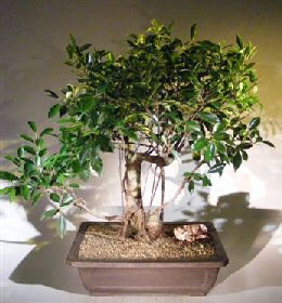 Ficus Retusa Bonsai Tree<br><i></i>Curved Trunk, Tiered Branching, and Banyan Roots<br><i></i>(ficus retusa)