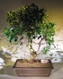 Ficus Retusa Bonsai Tree<br><i></i>Curved Trunk, Tiered Branching, and Banyan Roots<br><i></i>(ficus retusa)